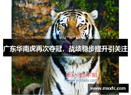 广东华南虎再次夺冠，战绩稳步提升引关注